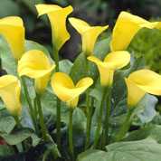 Arum lily 'Jaune'
